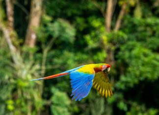 ¿Qué debería incluir el circuito a Costa Rica perfecto?