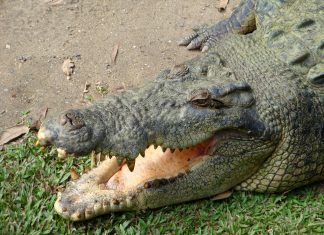 Carne de cocodrilo en tu viaje a Vietnam cocodrilo viaje a vietnam