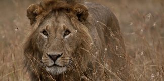 Cosas curiosas para hacer en tu viaje a Kenia qué hacer en Kenia