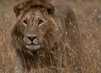 Cosas curiosas para hacer en tu viaje a Kenia qué hacer en Kenia