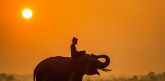 Los 5 mejores destinos en África para viajes de safari safari en africa