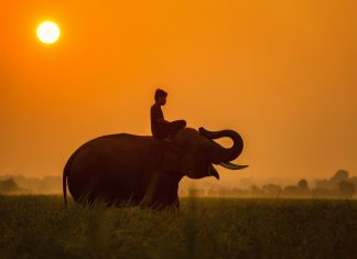 Los 5 mejores destinos en África para viajes de safari safari en africa