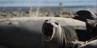 Elefantes marinos en la Bahía Ainsworth en un viaje a Chile elefantes marinos en Bahía Ainsworth