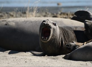 Elefantes marinos en la Bahía Ainsworth en un viaje a Chile elefantes marinos en Bahía Ainsworth