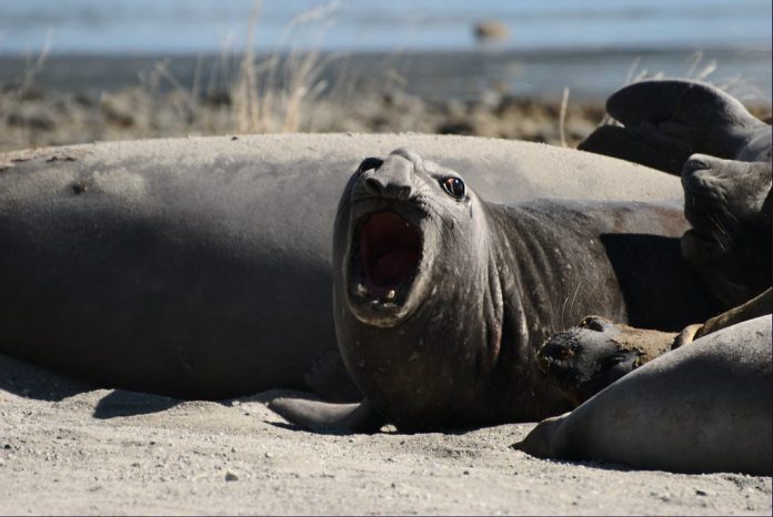 Elefantes marinos en la Bahía Ainsworth en un viaje a Chile elefantes marinos en Bahía Ainsworth