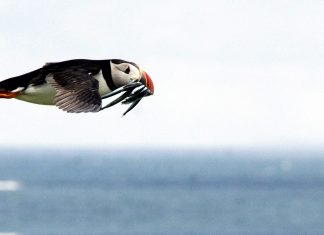 Revive los mejores #MomentazosViajeros Frailecillo Islas Feroe