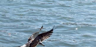 Juan Salvador Gaviota, un libro de viajeros Libros de viajes