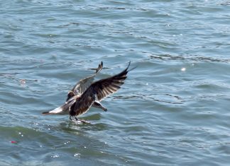 Juan Salvador Gaviota, un libro de viajeros Libros de viajes