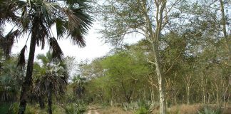 Safari en Mozambique: Parque Nacional de Gorongosa parque nacional gorongosa africa