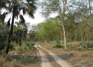Safari en Mozambique: Parque Nacional de Gorongosa parque nacional gorongosa africa