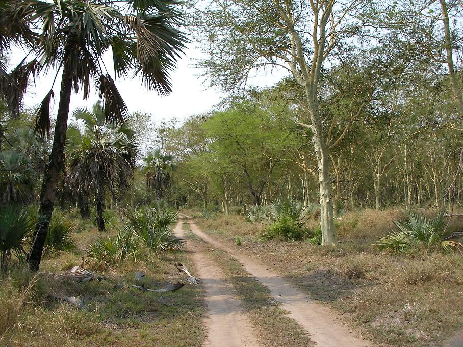 parque nacional gorongosa africa