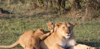 Descubriendo animales en Kenia: un safari en Masai Mara safari en masai mara