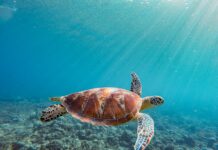 Las mejores playas de Bali: ¿Cuál elegir?