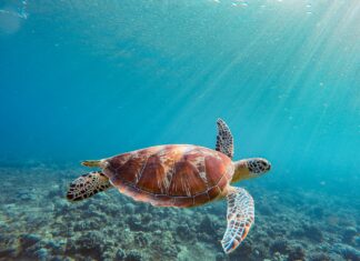 Las mejores playas de Bali: ¿Cuál elegir?