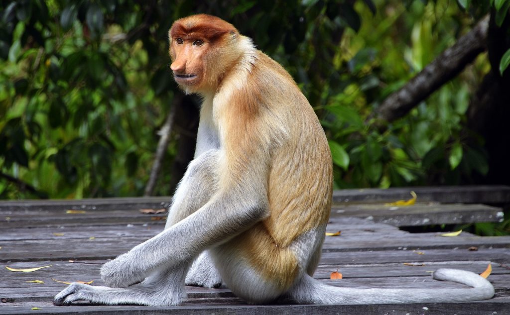 monos viaje a malasia