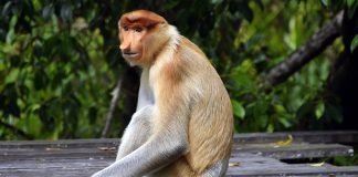 Descubre los monos narigudos en tu viaje a Borneo y Malasia monos viaje a malasia