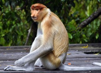 Descubre los monos narigudos en tu viaje a Borneo y Malasia monos viaje a malasia