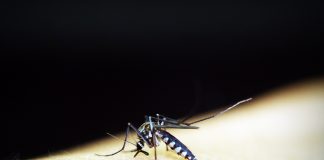 Impregnar la ropa y la mosquitera con permetrina como repelente antimosquitos