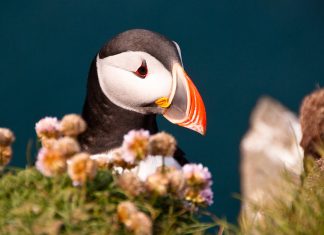 La fiesta de los frailecillos en Islandia viajar a islandia