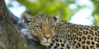 Safari en Namibia por el Parque Nacional de Etosha safari