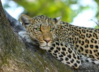 Participa en el sorteo del #TBMGredos y gana un viaje a donde tú quieras safari