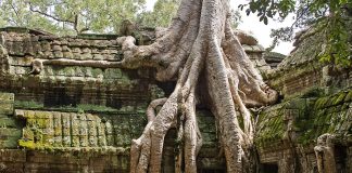 Ta Prohm en los templos de Angkor en Camboya ta prohm angkor