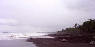 Avistando tortugas en Costa Rica Tortugas en Costa Rica