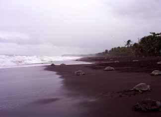 Avistando tortugas en Costa Rica Tortugas en Costa Rica