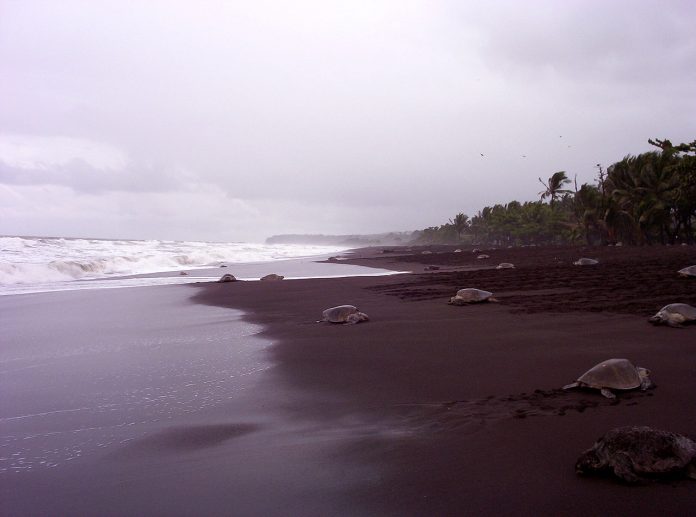Avistando tortugas en Costa Rica Tortugas en Costa Rica