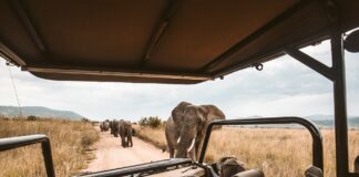 Qué llevar a un viaje de safari en África