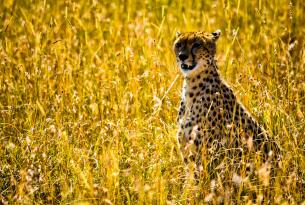 Kenia: conoce la Tierra de los 5 grandes