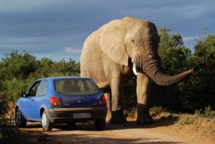 Sudáfrica al completo con elparque Kruger a tu aire en coche de alquiler