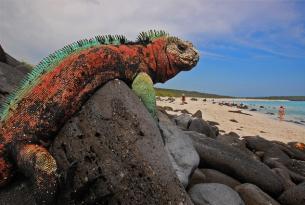 Ecuador en coche de alquiler + crucero por las Galápagos