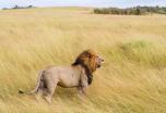 Safari Tanzania 8 días con Serengueti