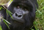 Safari Uganda con Murchison en grupo