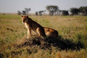 Tanzania: Safari Fauna salvaje y Tribus