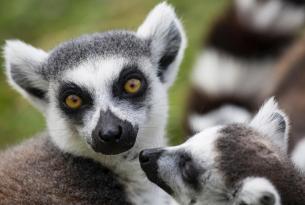 Madagascar: pura fascinación
