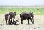 Safari Kenia 8 días en privado con Amboseli