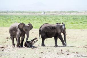 Safari Kenia 9 días en privado con Amboseli