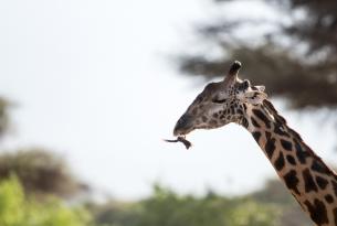 Safari Atardecer de Kenia en privado