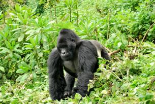 Safari Uganda con Selva de Bwindi en privado