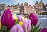 Jardines de Tulipanes en grupo, Ámsterdam