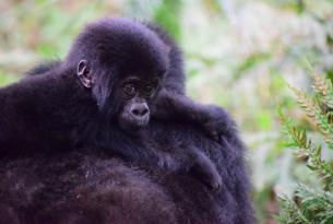 La selva de Bwindi en Uganda