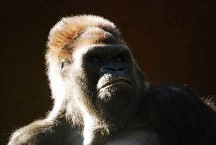 Ruanda: Trekking de los Gorilas en PN Volcanes