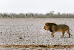 Namibia con Etosha en busca de los 5 grandes