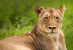 Safari Sudáfrica con Kruger a tu aire