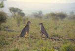 Safari Sudáfrica con Addo Elephant a tu aire