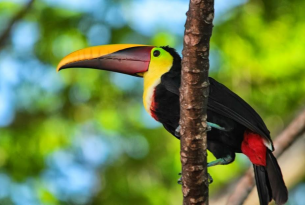 Bellezas de Costa Rica, 14 días