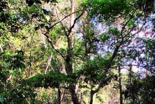 Fin de año en el Amazonas