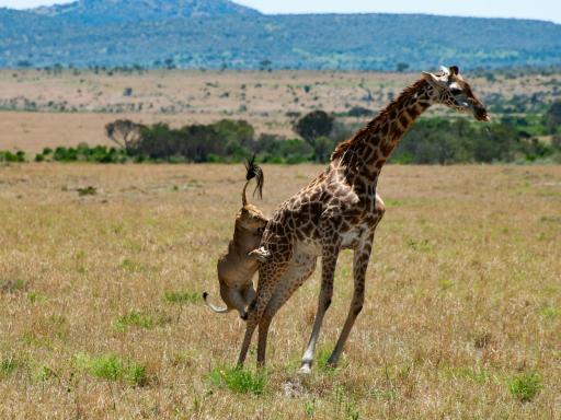 Circuito por Tanzania y Kenia con Zanzíbar: Memorias de África Experience